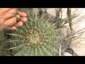 Agua de guamisha, guamiche o borrachita